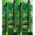 RCU03 EG heat resistant f1 hybrid Chinese cucumber seeds for planting